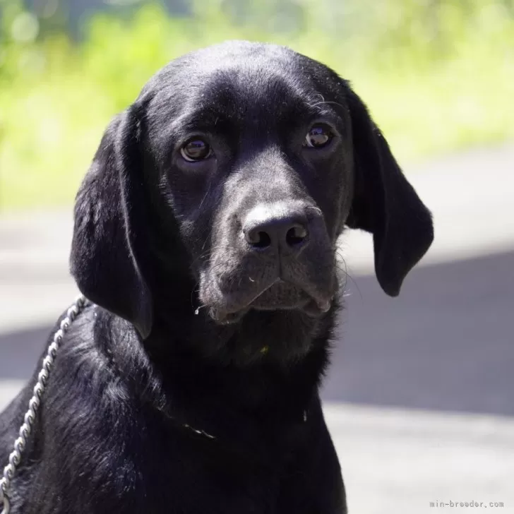 ID：2310-05616の子犬