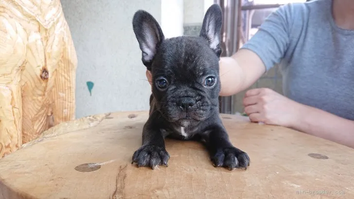 ID：2107-01559の子犬