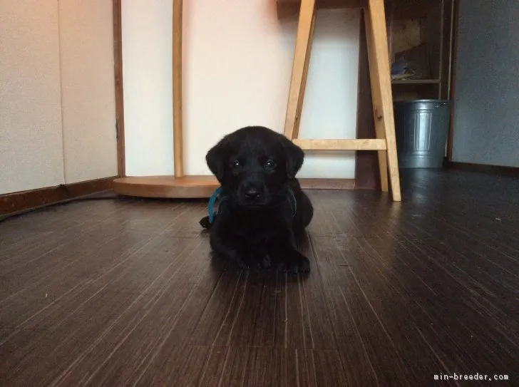 TKN 様のお迎えした子犬
