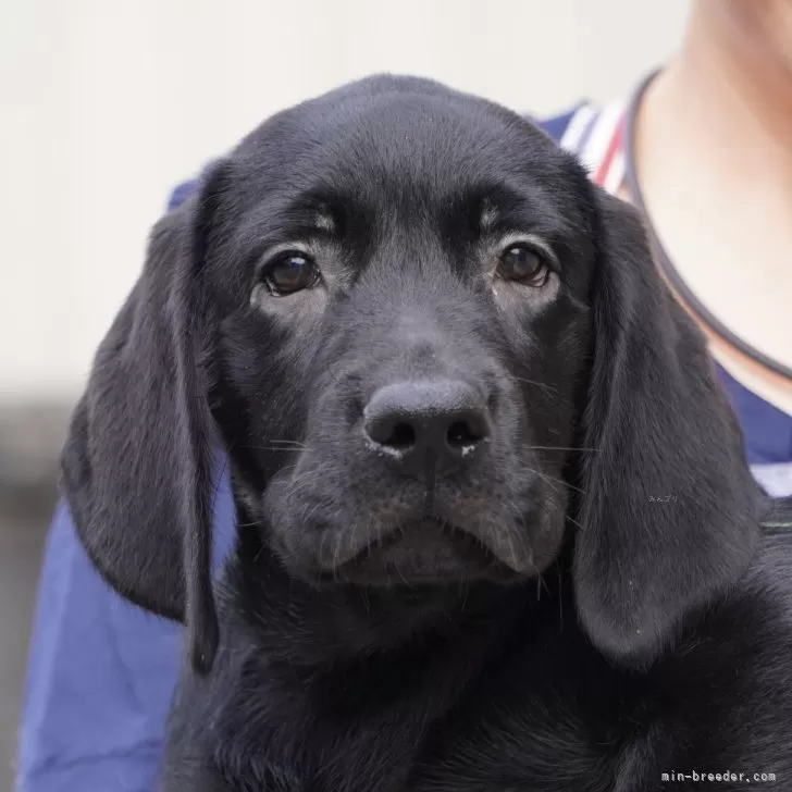 ID:2407-02328の子犬