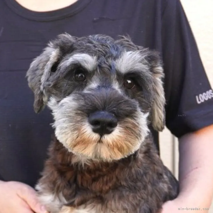 ID:2304-03546の子犬