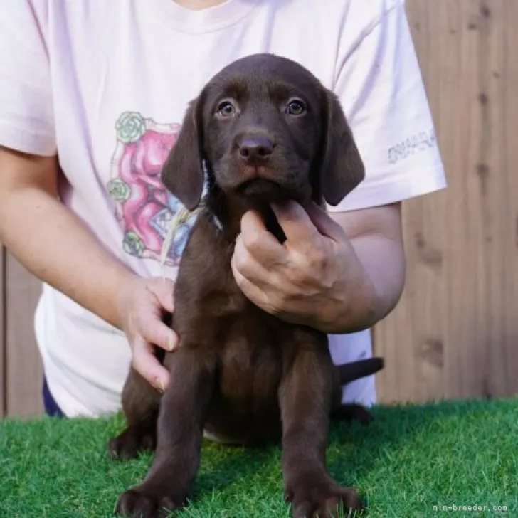 omo0700 様のお迎えした子犬