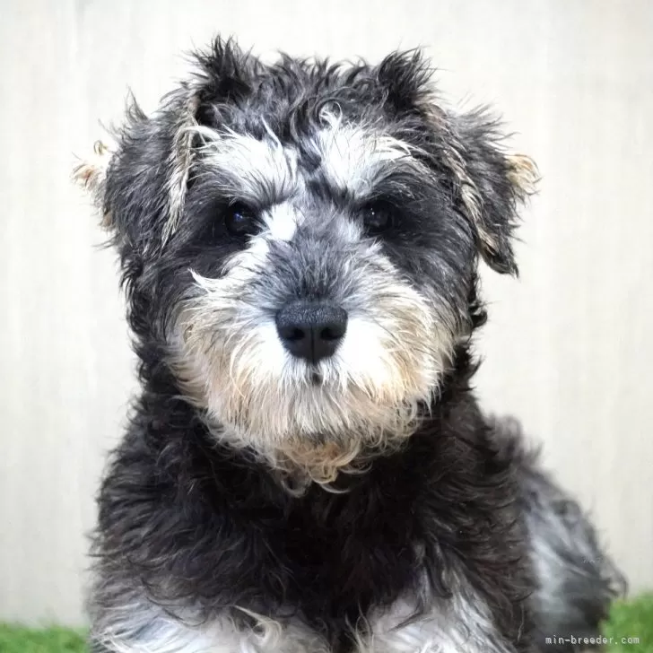 ID:2304-03547の子犬