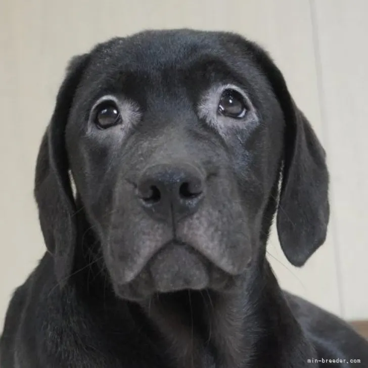 T.O 様のお迎えした子犬