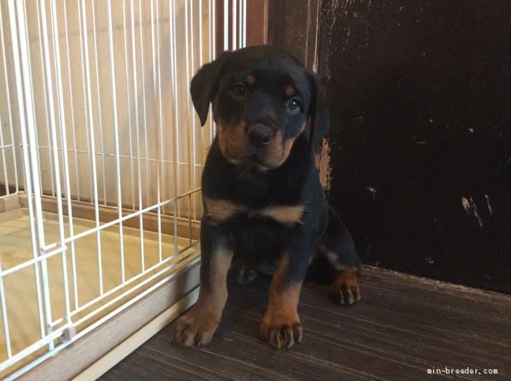 ID：2001-02386の子犬