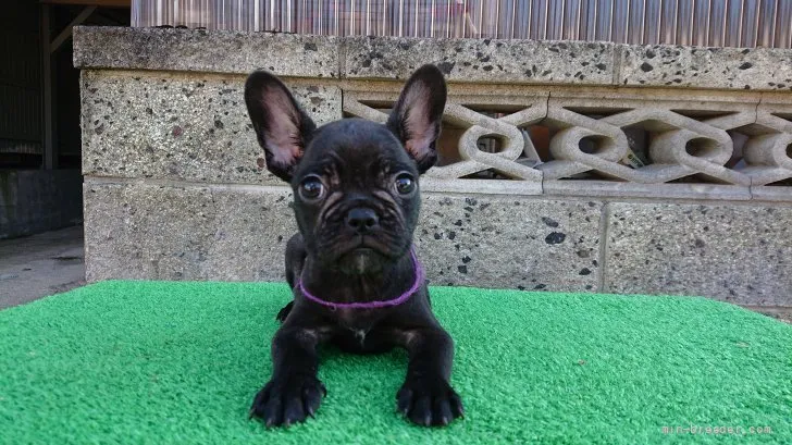 ID:2107-01560の子犬