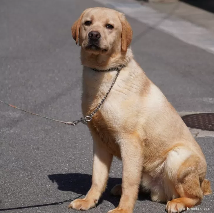 ID：2309-05315の子犬