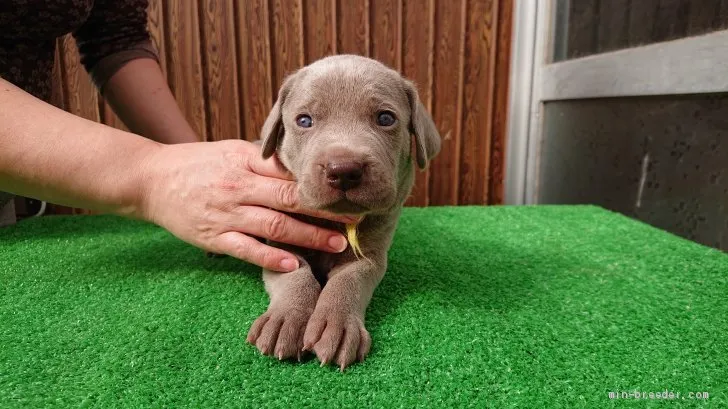 ピッポ 様のお迎えした子犬