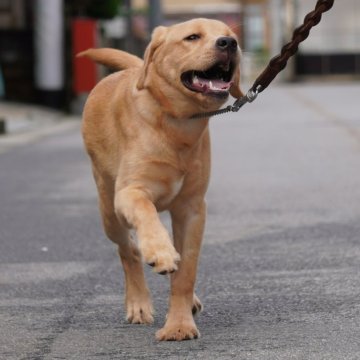 ラブラドールレトリバー【岐阜県・男の子・2024年3月15日・イエロー】の写真「体型はころころ！骨格シッカリしています！」