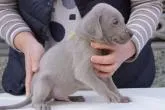 ワイマラナー【岐阜県・男の子・2022年11月3日・グレー】の写真2「11月3日生まれです。断尾はしておりません。」