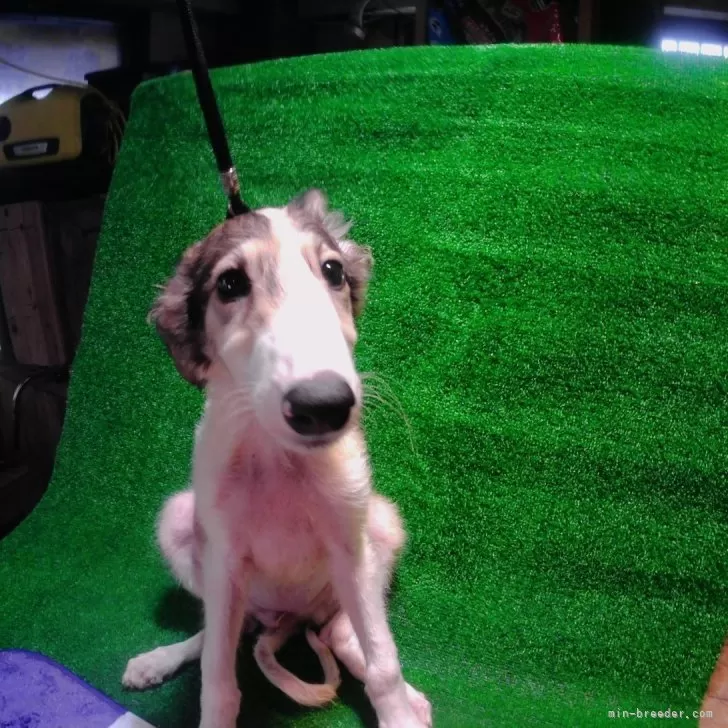 ID：2408-00386の子犬