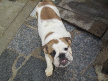ブルドッグ【広島県・女の子・2017年11月16日・ホワイト アンド レッド】の写真「おませな性格です。ドックショーでも、楽しめます。」