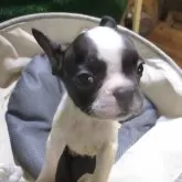 フレンチブルドッグ【広島県・男の子・2024年7月13日・パイド】の写真1