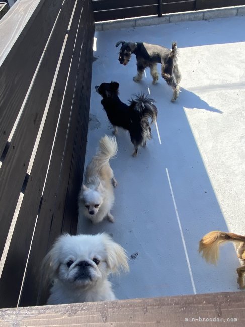 森保　香代子(もりやす　かよこ)ブリーダー(福岡県・ミニチュアシュナウザーなど・JKC登録)の紹介写真2