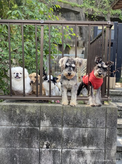 森保　香代子(もりやす　かよこ)ブリーダー(福岡県・ミニチュアシュナウザーなど・JKC登録)の紹介写真4