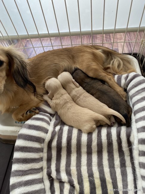 森保　香代子(もりやす　かよこ)ブリーダー(福岡県・ミニチュアシュナウザーなど・JKC登録)の紹介写真5