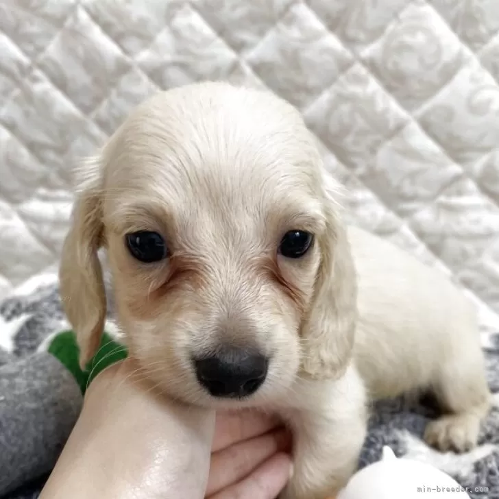 ID：2506-01879の子犬