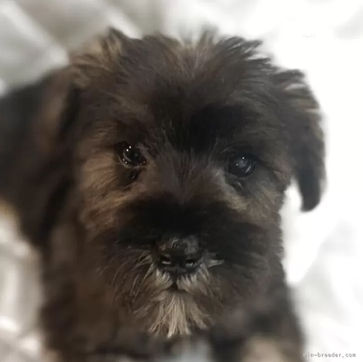 ミニチュアシュナウザー【福岡県・男の子・2025年9月13日・ソルトアンドペッパー】の写真1