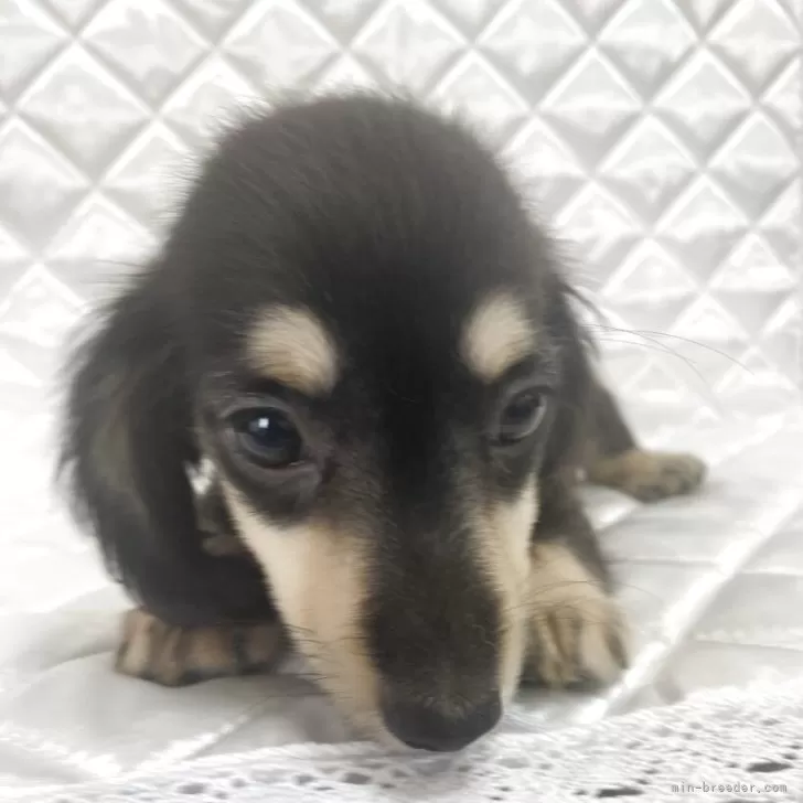 ID:2506-01882の子犬