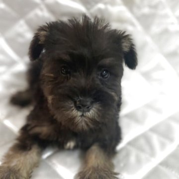 ミニチュアシュナウザー【福岡県・女の子・2025年9月13日・ソルトアンドペッパー】の写真「しっかりお姉ちゃんタイプ💕」