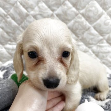 ミニチュアダックスフンド(ロング)【福岡県・女の子・2025年4月24日・イエロー(クリーム)】の写真「美人で可愛い🩷」