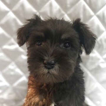 ミニチュアシュナウザー【福岡県・女の子・2025年9月13日・ソルトアンドペッパー】の写真「小柄で可愛い子💕」