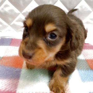 ミニチュアダックスフンド(ロング)【福岡県・男の子・2025年11月4日・チョコタン】の写真「可愛いチョコタン君💕」