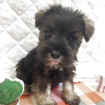 ミニチュアシュナウザー【福岡県・女の子・2025年9月13日・ソルトアンドペッパー】の写真「しっかりお姉ちゃんタイプ💕」