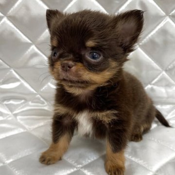チワワ(ロング)【福岡県・男の子・2025年7月13日・チョコレートタン】の写真「ちびちび君💕」