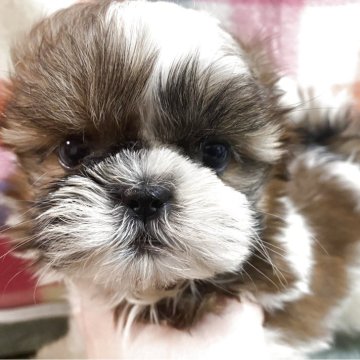 シーズー【福岡県・男の子・2025年9月22日・ホワイトゴールド】の写真「懐っこい愛玩犬💕」