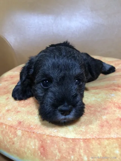 ID：1905-01273の子犬