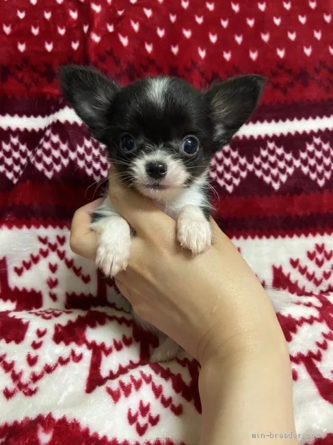 ID：2009-03291の子犬