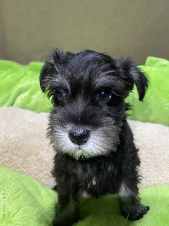 ID：2111-01770の子犬