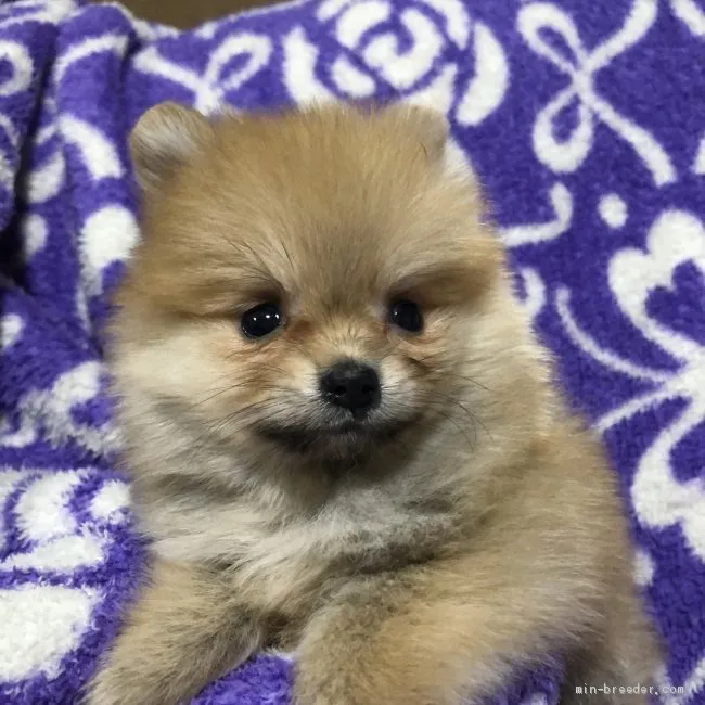 ID：1911-00684の子犬