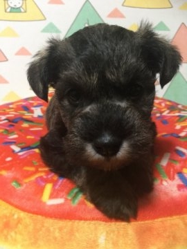 ミニチュアシュナウザー【福岡県・女の子・2018年10月8日・ソルトアンドペッパー】の写真「お母さん似の美人さん」