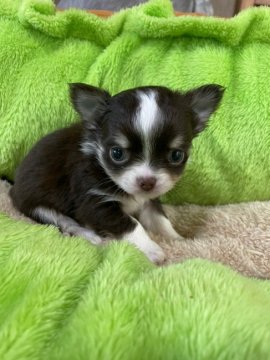 チワワ(ロング)【福岡県・女の子・2021年10月7日・チョコタンホワイト】の写真「ちっちゃくて可愛い💕」