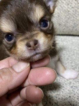 チワワ(ロング)【福岡県・女の子・2022年3月20日・チョコレートアンドタン】の写真「小さな可愛い子💕」