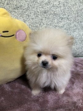 ポメラニアン【福岡県・女の子・2019年11月25日・クリーム】の写真「お値下げ最終掲載です。」