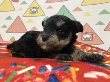 ミニチュアシュナウザー【福岡県・男の子・2018年11月5日・ブラックアンドシルバー】の写真「小ぶりでとっても可愛い💕」