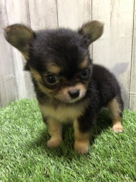 チワワ(ロング)【福岡県・男の子・2021年6月20日・ブラックタンホワイト】の写真「とっても可愛いおチビ君♡」