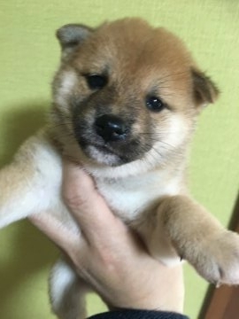 柴犬(標準サイズ)【福岡県・女の子・2019年2月12日・赤】の写真「可愛いおっとりさん」