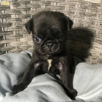 パグ【福岡県・女の子・2020年10月2日・ブラック】の写真「小柄のパグちゃん」