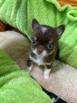 チワワ(ロング)【福岡県・男の子・2021年10月7日・チョコタンホワイト】の写真「ちっちゃくて可愛い💕」