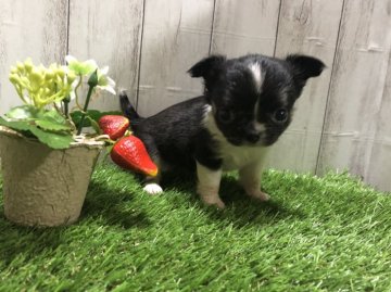 チワワ(ロング)【福岡県・女の子・2021年6月16日・パーティ】の写真「ちっちゃな可愛い子♡」