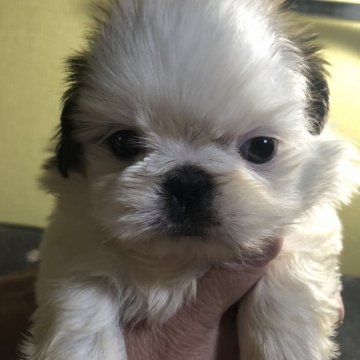シーズー【福岡県・女の子・2020年3月14日・ホワイトアンドゴールド】の写真「個性的で愛嬌たっぷりです」