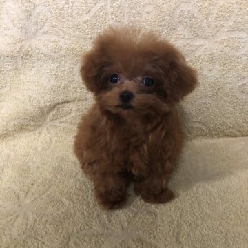 トイプードル(ティーカップ)【福岡県・女の子・2019年8月3日・レッド】の写真「お顔のちっちゃな可愛い💕プーちゃん」