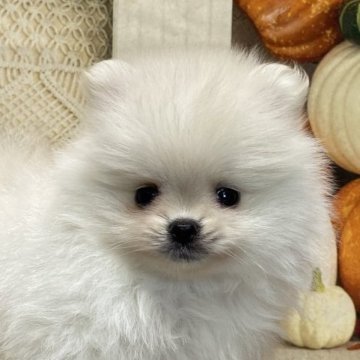 ポメラニアン【福岡県・男の子・2023年8月10日・クリーム】の写真「丈の詰まった激カワ君💕」