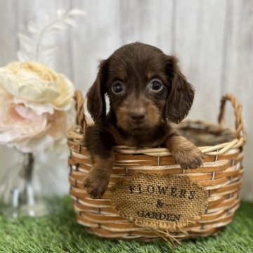 ミニチュアダックスフンド(ロング)【福岡県・女の子・2024年7月7日・チョコレートタン】の写真「とっても可愛い子💕」