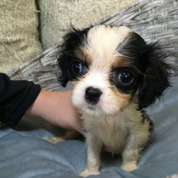 キャバリア【福岡県・女の子・2020年8月14日・トライカラー】の写真「可愛いキャバちゃん」