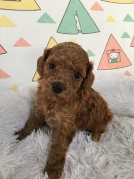 トイプードル(タイニー)【福岡県・女の子・2019年8月6日・アプリコット】の写真「好奇心旺盛なしっかりさん」